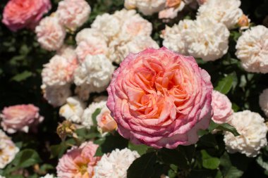 Güzel renkli gül çiçek