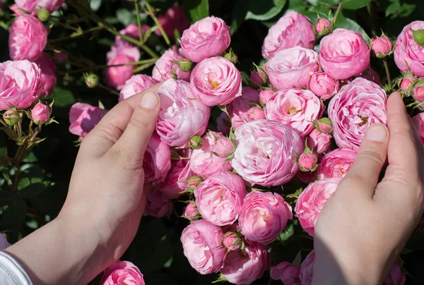 Bela rosa fresca na mão — Fotografia de Stock