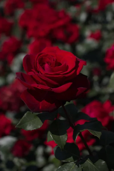美丽多彩玫瑰花朵 — 图库照片