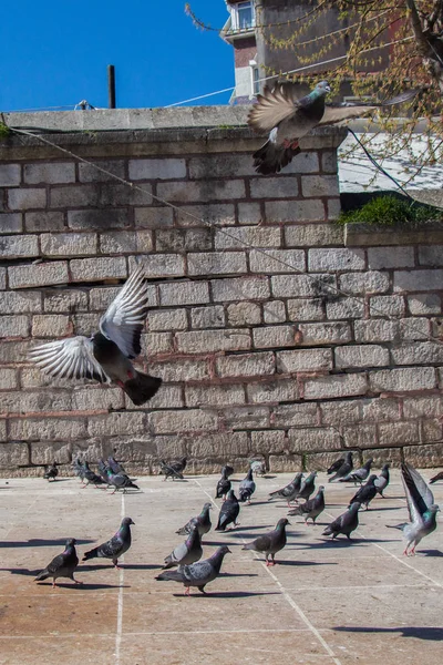 Pigeons on stone pavement — Stock Photo, Image