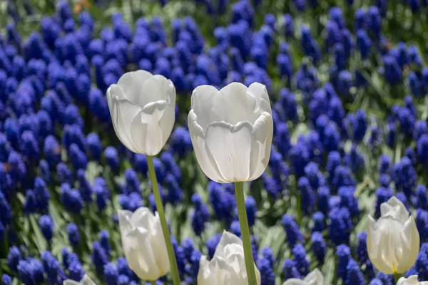 Tulipany kwitnące wiosną — Zdjęcie stockowe