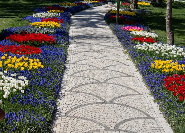 Barevné tulipánové květiny v zahradě — Stock fotografie