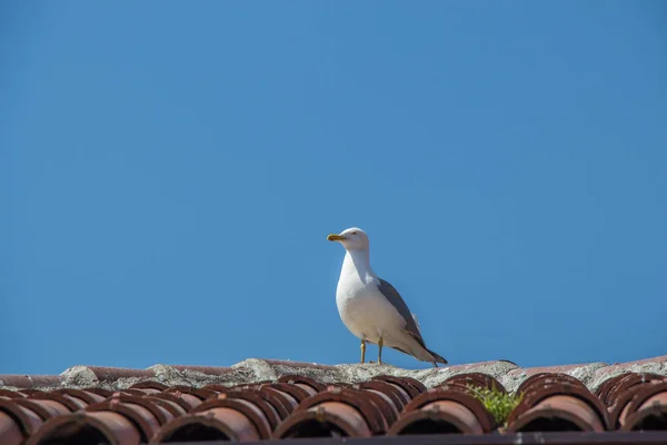 Eine einzige Möwe sitzt auf dem Dach — Stockfoto