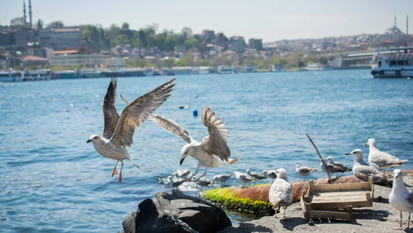 Deniz kıyısında martılar bulunur.