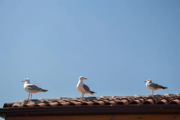 Eine einzige Möwe sitzt auf dem Dach — Stockfoto