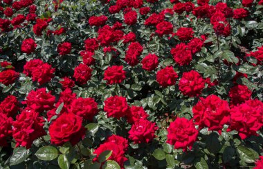 Güzel renkli gül arkaplanı