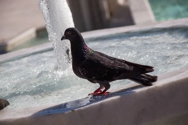 噴水の水の側の都市鳩 — ストック写真