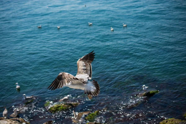 以海鸥为背景的单海鸥 — 图库照片