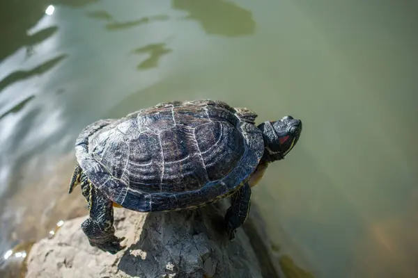 Tortuga Solitaria Encontrada Junto Lago — Foto de Stock