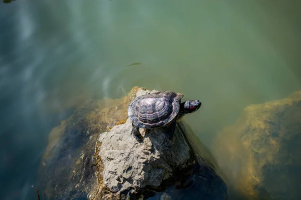 Tortuga Solitaria Encontrada Junto Lago — Foto de Stock