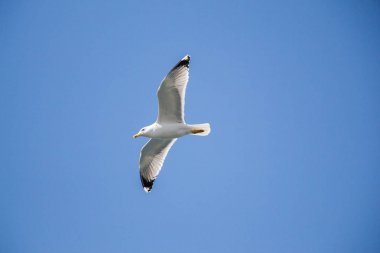 Mavi bir gökyüzü uçan tek martı