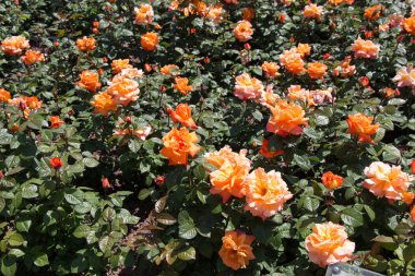 Çiçek güzel renkli gül arka plan