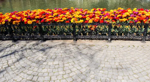 チューリップ春の水で咲く花 — ストック写真