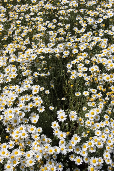 Flores florescendo como um fundo — Fotografia de Stock