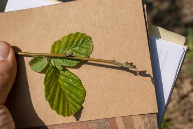 Bir not defteri sayfası üzerinden ağaç yaprak