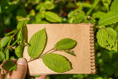 Bir not defteri sayfası üzerinden ağaç yaprak