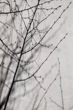 Arkaplan olarak ağaç parçalı duvar