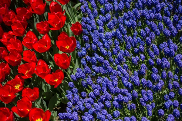 Цветы Тюльпана Красного Цвета Цветут Саду — стоковое фото