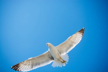 Arka plan olarak mavi gökyüzünde uçan tek bir martı.