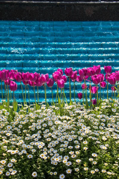 Tulp Bloemen Bloeien Het Voorjaar Seizoen — Stockfoto