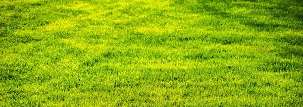 Green Grass Use Nature Background — Stock Photo, Image