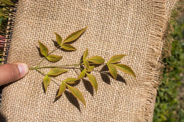 Elinde keten bir tuvalin üzerinde yeşil yapraklar