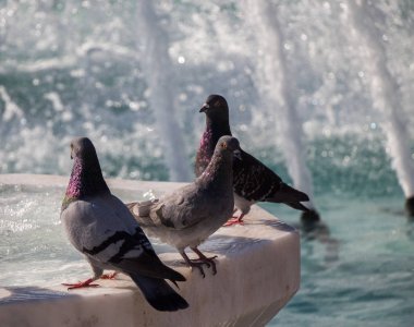 Şehir güvercinleri çeşme kenarında
