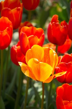 İlkbaharda açan laleler 