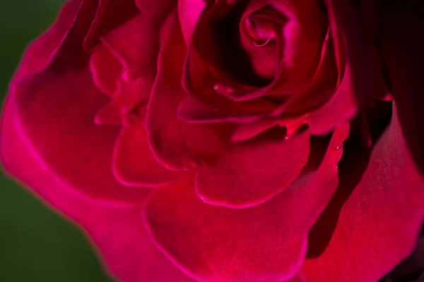 Belle Rose Fresche Vista Vicino — Foto Stock