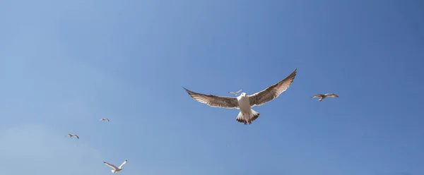 Burung camar tunggal terbang di langit — Stok Foto