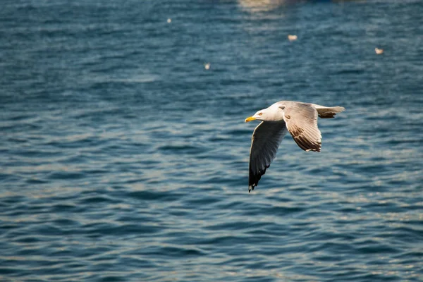 As gaivotas voam no céu — Fotografia de Stock