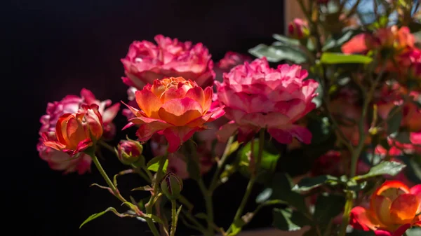 Siyah arka planı olan güzel güller.