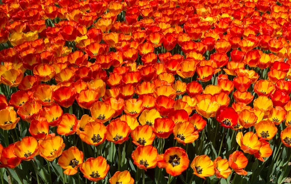 Bunte Tulpenblüten als Hintergrund im Garten — Stockfoto