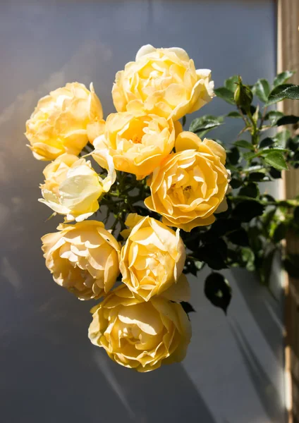 Beyaz bir arka plan ile güzel güller