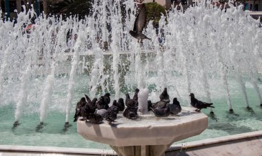 Şehir güvercin Çeşme kenarında