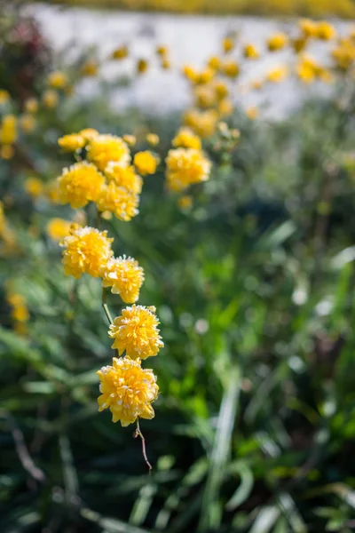 Fioritura colorata fiori primaverili selvatici in vista — Foto Stock