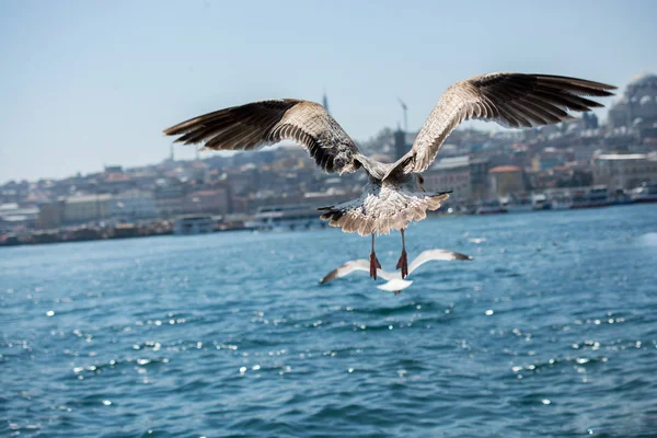 Deniz üzerinde uçan tek martı 
