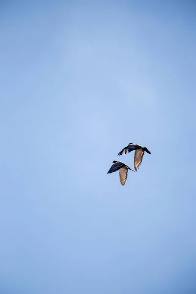 Deux pigeons volent dans l'air — Photo