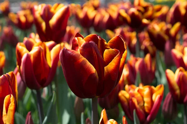 Tulipanes floreciendo en primavera — Foto de Stock