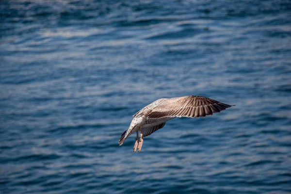 単一のカモメが海の上を飛んで — ストック写真