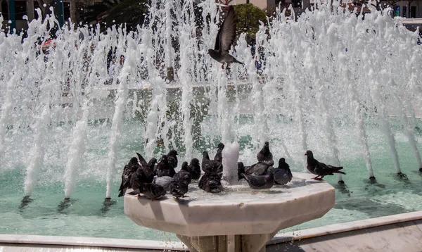 Pombo da cidade ao lado da fonte — Fotografia de Stock