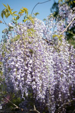 Ağaçlar ilkbaharda çiçek çiçek