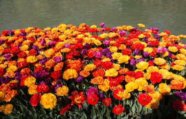 Lale çiçek çiçeklenme ilkbahar sezon su