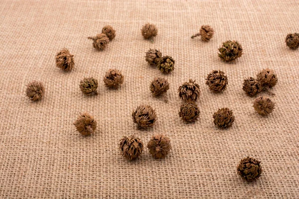 Çadır kapsülleri, kapsüller ve çam kozalakları.