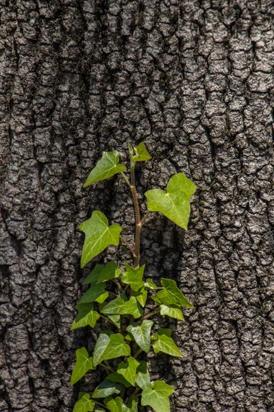 Mur Avec Une Partie Arbre Comme Arrière Plan — Photo