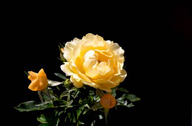 Siyah arkaplanı olan güzel bir gül