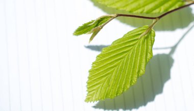 Bir not defteri sayfası üzerinden ağaç yaprak