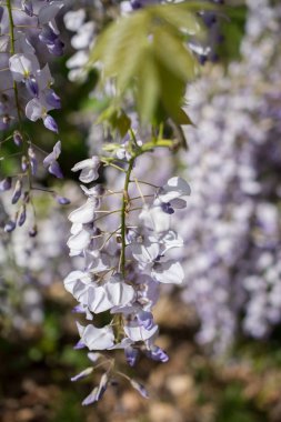 Renkli görüntü vahşi bahar çiçek çiçeklenme