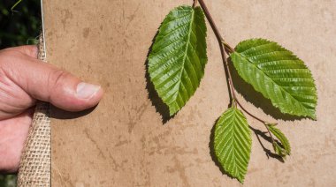 Kahverengi bir arka plan üzerinde yeşil yaprakları