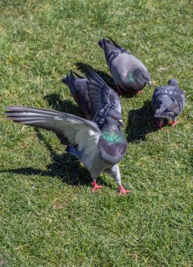 Şehir Parkı yeşil bir çimenlikte güvercinler